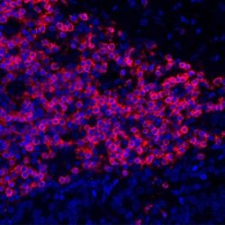 CD3 epsilon Antibody (BL-298-5D12), Novus Biologicals 100 &mu;L | Buy Online | Novus Biologicals | Fisher Scientific