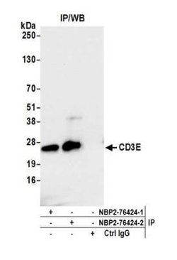 CD3 epsilon Antibody (BL-298-5D12), Novus Biologicals 100 &mu;L | Buy Online | Novus Biologicals | Fisher Scientific
