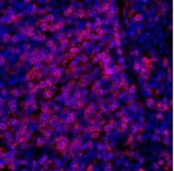CD3 zeta Antibody (BL-336-1B2), Novus Biologicals 100 &mu;L | Buy Online | Novus Biologicals | Fisher Scientific