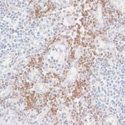 CD3 zeta Antibody (BL-336-1B2), Novus Biologicals 100 &mu;L | Buy Online | Novus Biologicals | Fisher Scientific
