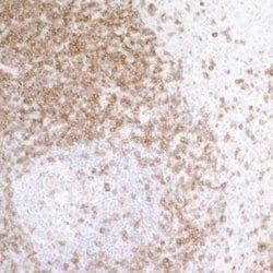 CD3 zeta Antibody (BL-336-1B2), Novus Biologicals 100 &mu;L | Buy Online | Novus Biologicals | Fisher Scientific