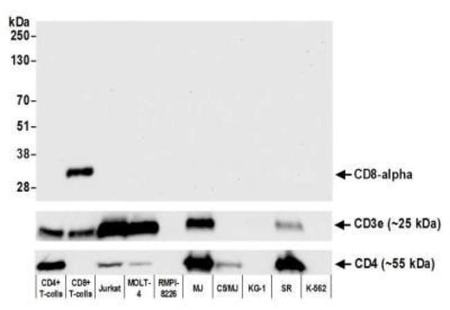 CD8 Antibody (BLR044F), Novus Biologicals 100 μL; Unconjugated ...