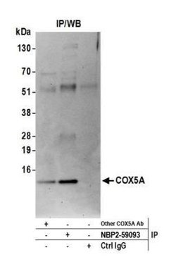 COX5A Rabbit anti-Human, Mouse, Polyclonal, Novus Biologicals 100 &mu;L | Buy Online | Novus Biologicals | Fisher Scientific