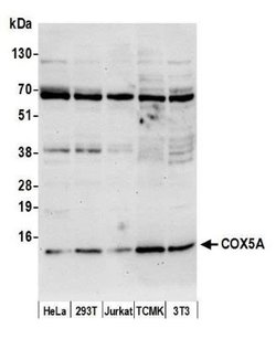 COX5A Rabbit anti-Human, Mouse, Polyclonal, Novus Biologicals 100 &mu;L | Buy Online | Novus Biologicals | Fisher Scientific