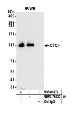 CTCF Antibody (BLR041F), Novus Biologicals 100 &mu;L; Unconjugated:Antibodies,