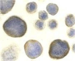 CXCR4 Antibody - BSA Free, Novus Biologicals 0.025mg:Antibodies, Polyclonal
