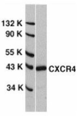 CXCR4 Antibody - BSA Free, Novus Biologicals 0.025mg:Antibodies, Polyclonal