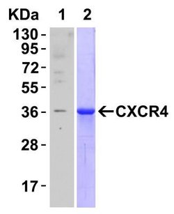 CXCR4 Antibody - BSA Free, Novus Biologicals 0.025mg:Antibodies, Polyclonal