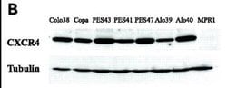CXCR4 Antibody - BSA Free, Novus Biologicals 0.025mg:Antibodies, Polyclonal