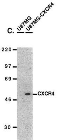 CXCR4 Antibody - BSA Free, Novus Biologicals 0.025mg:Antibodies, Polyclonal