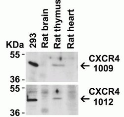 CXCR4 Antibody - BSA Free, Novus Biologicals 0.025mg:Antibodies, Polyclonal