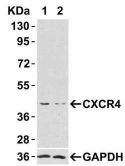 CXCR4 Antibody - BSA Free, Novus Biologicals 0.025mg:Antibodies, Polyclonal
