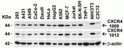 CXCR4 Antibody - BSA Free, Novus Biologicals 0.025mg:Antibodies, Polyclonal