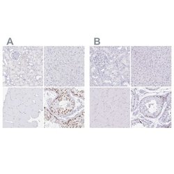 CXorf67 Antibody, Novus Biologicals 25 &mu;L; Unlabeled:Antibodies, Polyclonal