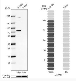 CXorf67 Antibody, Novus Biologicals 25 &mu;L; Unlabeled:Antibodies, Polyclonal