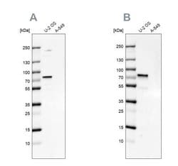 CXorf67 Antibody, Novus Biologicals 25 &mu;L; Unlabeled:Antibodies, Polyclonal