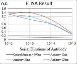 Casein Kinase 2 beta Antibody (2F12F3) - BSA Free, Novus Biologicals 0.1mg;