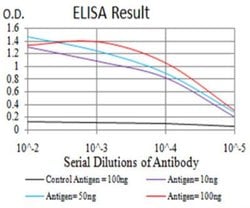 Catenin alpha 1 Antibody (8B6C1) - BSA Free, Novus Biologicals 0.1 ml;