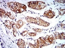Catenin alpha 1 Antibody (8B6C1) - BSA Free, Novus Biologicals 0.1 ml;