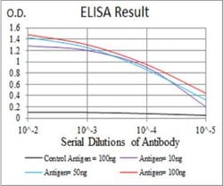 Cathepsin D Antibody (2H4H5) - BSA Free, Novus Biologicals:Antibodies:Primary