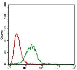 Caveolin-2 Antibody (5E9E2) - BSA Free, Novus Biologicals:Antibodies:Primary