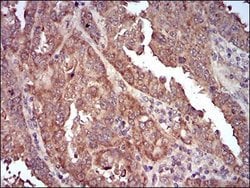 Caveolin-2 Antibody (5E9E2) - BSA Free, Novus Biologicals:Antibodies:Primary
