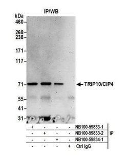 Cip4 Antibody, Novus Biologicals 100 &mu;L | Buy Online | Novus Biologicals | Fisher Scientific