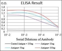Cyclin A2 Antibody (6B4D11) - BSA Free, Novus Biologicals:Antibodies:Primary