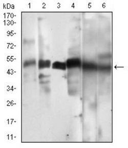 Cyclin A2 Antibody (6B4D11) - BSA Free, Novus Biologicals:Antibodies:Primary