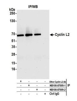 Cyclin L2 Antibody, Novus Biologicals 0.1 mL | Buy Online | Novus Biologicals | Fisher Scientific