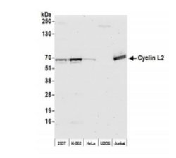 Cyclin L2 Antibody, Novus Biologicals 0.1 mL | Buy Online | Novus Biologicals | Fisher Scientific