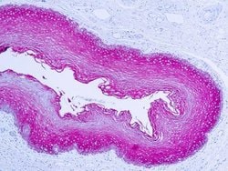 Cytokeratin, pan Antibody, Novus Biologicals 6mL; Unlabeled:Antibodies,
