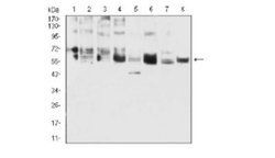 Cytokeratin 5 Antibody (3D6D4) - BSA Free, Novus Biologicals:Antibodies:Primary
