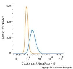 Cytokeratin 5 Antibody - BSA Free, Novus Biologicals 0.1mg:Antibodies,