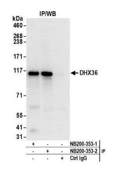 DHX36 Antibody, Novus Biologicals 0.1mL; Unlabeled:Antibodies, Polyclonal