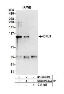 DNA Ligase III Antibody, Novus Biologicals 0.1mL; Unlabeled:Antikörper