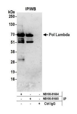DNA Polymerase lambda Antibody, Novus Biologicals 0.1mL; Unlabeled:Antikörper