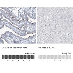 DNAH5 Antibody, Novus Biologicals:Antibodies:Primary Antibodies