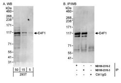 E4F1 Antibody, Novus Biologicals 0.1mL; Unlabeled:Antibodies, Polyclonal