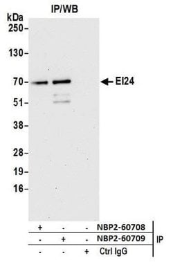 EI24 Rabbit anti-Human, Mouse, Rat, Bovine, Polyclonal, Novus Biologicals