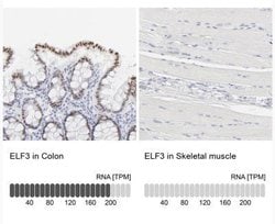 ELF3/ESE-1 Antibody, Novus Biologicals 0.1mL; Unlabeled:Antibodies, Polyclonal