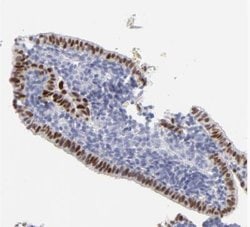 ELF3/ESE-1 Antibody, Novus Biologicals 0.1mL; Unlabeled:Antibodies, Polyclonal