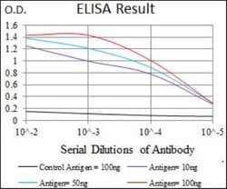 Epsilon 1 Tubulin Antibody (5F3B7) - BSA Free, Novus Biologicals 0.1mg;
