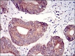 Epsilon 1 Tubulin Antibody (5F3B7) - BSA Free, Novus Biologicals 0.1mg;