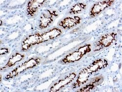 Ezrin Antibody (3C12), Novus Biologicals:Antibodies:Primary Antibodies