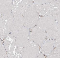 FAM119A Antibody, Novus Biologicals 0.1mL; Unlabeled:Antibodies, Polyclonal