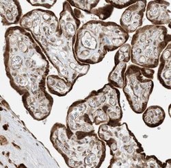 FAM119A Antibody, Novus Biologicals 0.1mL; Unlabeled:Antibodies, Polyclonal
