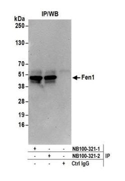 FEN-1 Antibody, Novus Biologicals 100 &mu;L | Buy Online | Novus Biologicals | Fisher Scientific