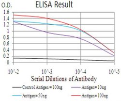 FIP1/RCP Antibody (1A12B9D8) - BSA Free, Novus Biologicals 0.1mg; Unlabeled:Antibodies,