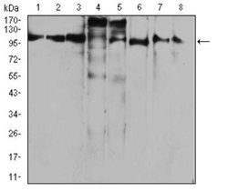 FIP1/RCP Antibody (3A12H9D2) - BSA Free, Novus Biologicals:Antibodies:Primary